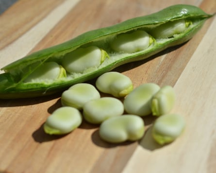 Broad beans, caller from nan pod.