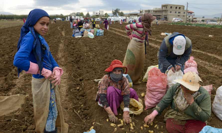 Syrians help with the potato harvest for a Lebanese farmer in the Bekaa valley