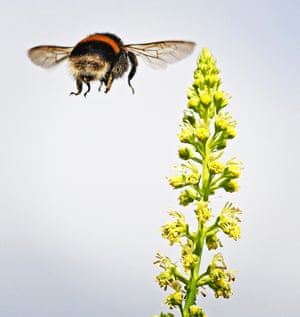 Bombus terrestris, a common bumble bee found throughout Europe