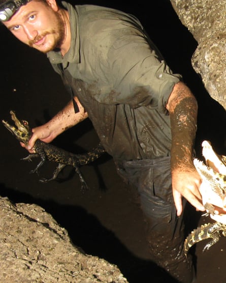 Crocodile expert, Matthew Shirley, hands off juvenile crocodiles found in the caves for study.