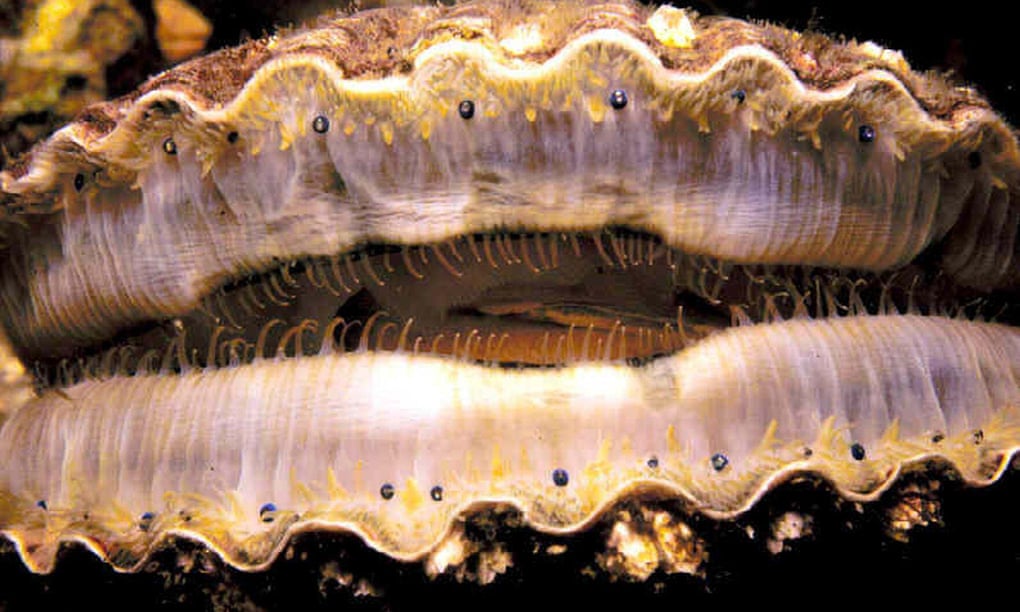 Scallop eyes. Think of a scallop’s brain, says Yong, ‘as a security guard watching a bank of a hundred monitors, each connected to a motion-sensing camera’