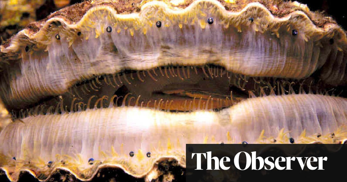 An Immense World by Ed Yong review – the astonishing ways in which animals experience our planet