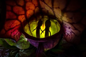 Vencedor da categoria de outros animais: Nature's Pitfall de Samantha Stephens (Canadá) Salamandras juvenis pintadas (Ambystoma maculatum) presas em plantas de jarro do norte (Sarracenia purpurea) na Algonquin Wildlife Research Station, Ontario, Canadá