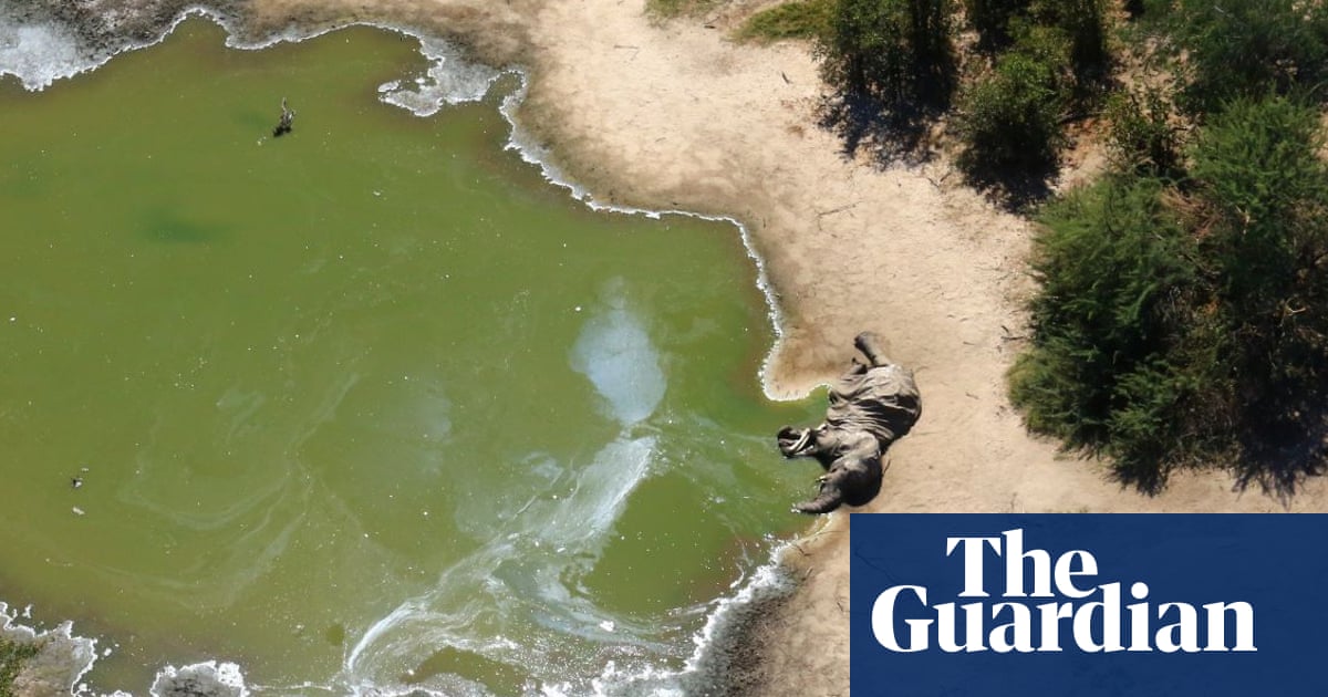 Mysterious mass elephant die-off 'probably caused by toxic water'