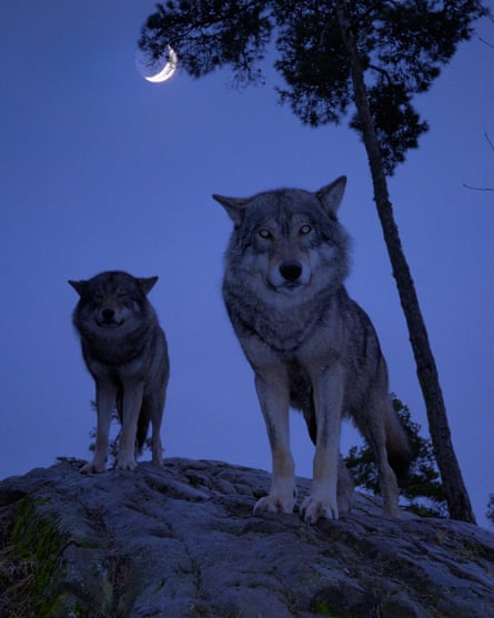Wolves prowl by moonlight in Kolmården, Sweden