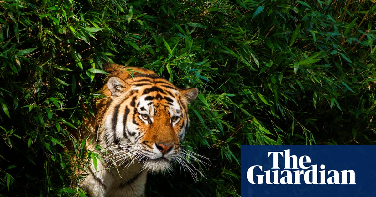 Oklahoma tiger handler was fatally attacked in front of family during show