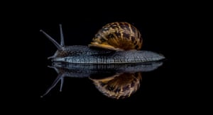 Snails and slugs category winner: Snail by David Lain