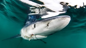 A blue shark with two hooks in its mouth, Rhode Island