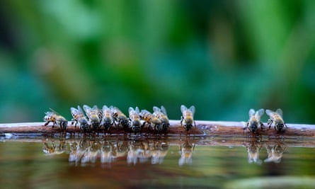 Bees flock to water during an intense drought in South Africa