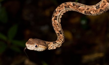 The fer-de-lance, a poisonous snake found in the Amazon rainforest, inspired the discovery of ACE inhibitors, a widely-used type of blood pressure medication.