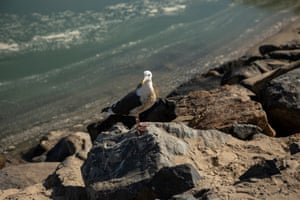 A gull sits near oil-slicked waters at Huntington Beach, California.