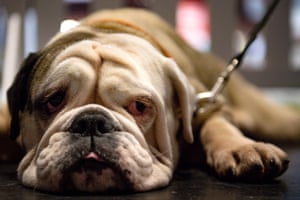 An English bulldog.