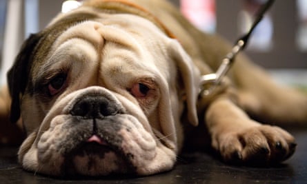 An English bulldog is one of the UK’s most expensive of breeds.