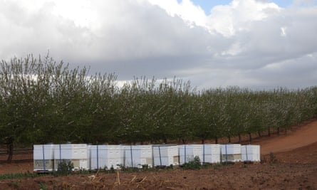 A row of white beehives in a rural setting