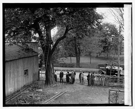 people looking at a tree