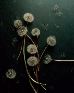 Taraxicum Officinale (dandelion)Permissions, the first monograph by photographer Emma Hardy, is a tender document of motherhood and childhood, love and yearning, and leaving home. The images in the book are gathered and distilled from Hardy’s personal archive and span a period of 20-years. They show moments of domesticity interspersed with idyllic scenes – and evidence Hardy’s attempts to balance her creative professional life with motherhood. Permissions by Emma Hardy is published by GOST. An exhibition is at 10 14 Gallery, London from 1-27 December 2022 