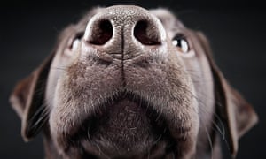 Close-up of a dog's nose.