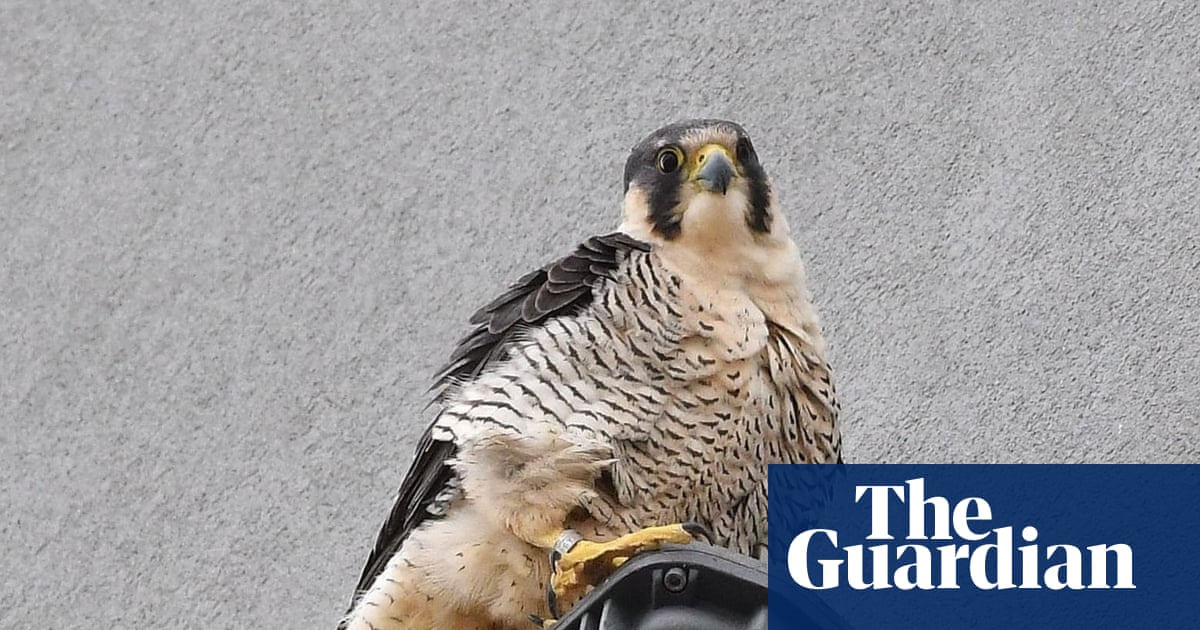 Country diary: Urban peregrines are not fussy eaters | Nic Wilson