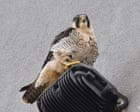 Country diary: Urban peregrines are not fussy eaters | Nic Wilson