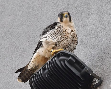 A female peregrine (VSR) on the lights at the Vista Tower, in Stevenage, Herts.