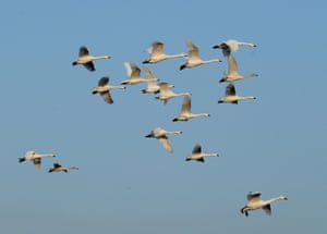 Flock of Bewick's swans at Slimbridge