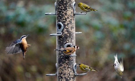 Birds at a feeding station at Blashford Lakes nature reserve in Hampshire.