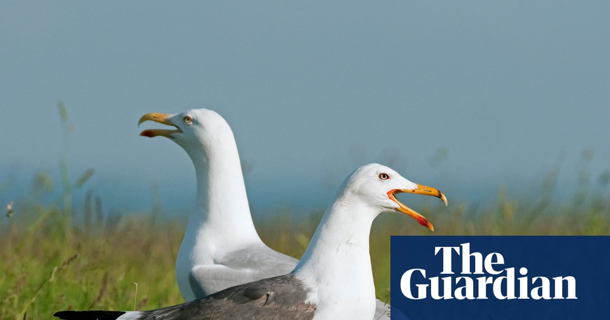 Country diary: The mayhem and mystery of inland gulls | Derek Niemann