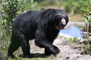 Um urso de óculos durante a inauguração do santuário dedicado à conservação da espécie, na Reserva Natural Paramo, no município de Guasca, departamento de Cundinamarca, Colômbia