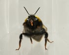 Do bees have inner lives? Slow-motion video reveals bumblebee behaviour similar to ‘liking’ or ‘disliking’