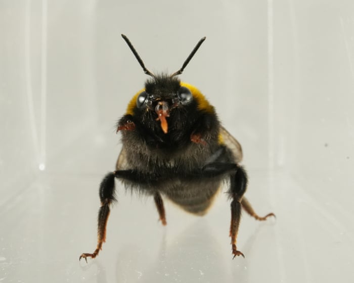 Do bees have inner lives? Slow-motion video reveals bumblebee behaviour similar to ‘liking’ or ‘disliking’