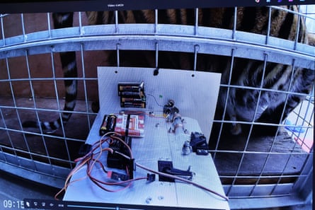 The machine set up alongside the tiger's cage