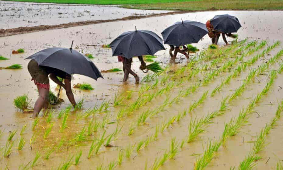Workers in a paddy field in Bhubaneswar, India
