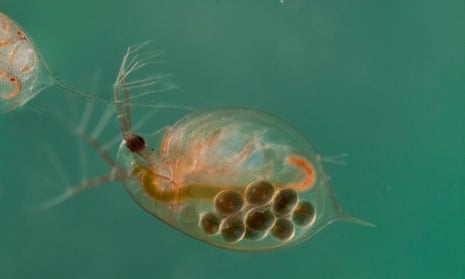 A common water flea (Daphnia pulex)