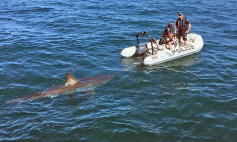 Police in South Australia have a close encounter with a great white shark