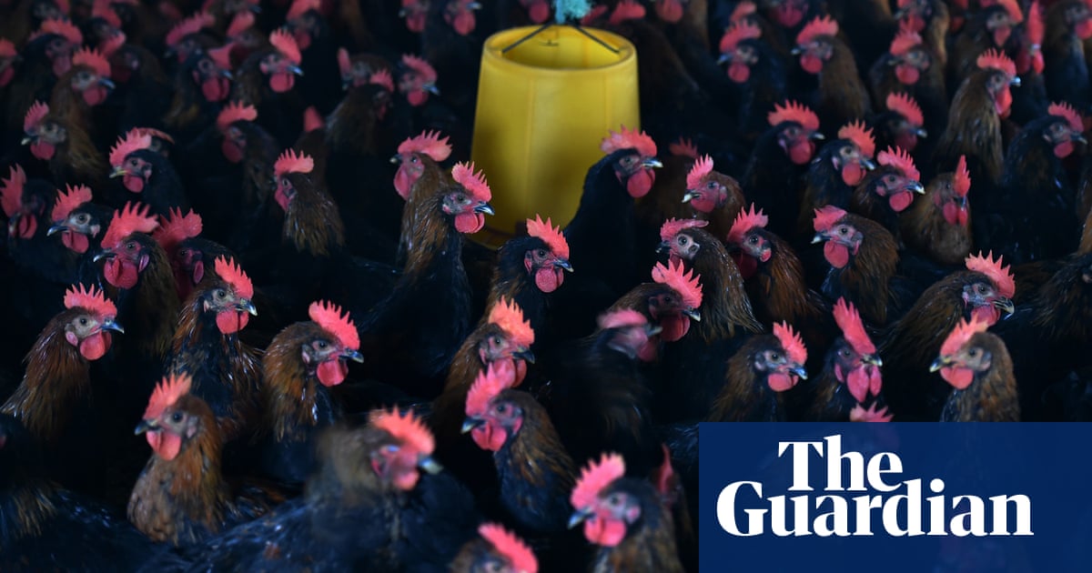 Factory farms of disease: how industrial chicken production is breeding the next pandemic