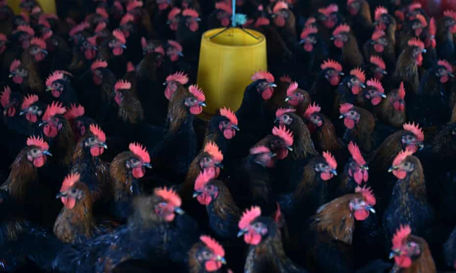 Chickens at a farm in Hefei, in China's Anhui province.