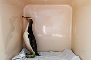 A yellow-eyed penguin recovers after a foot operation at the Dunedin Wildlife Hospital, based at Otago Polytechnic on the South Island of New Zealand