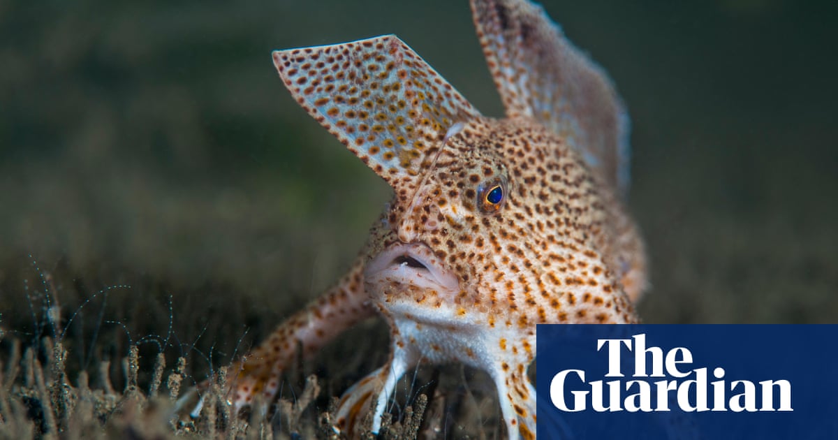 Scientists map the genome of Australian ‘punk’ fish that prefers to stroll as an alternative of swim Scientists map the genome of Australian ‘punk’ fish that prefers to stroll as an alternative of swim