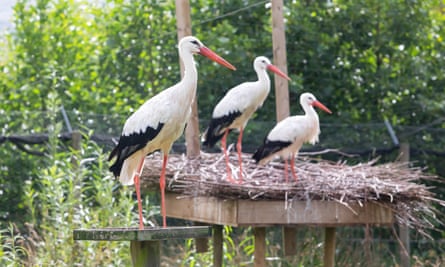 White storks at Derek Gow's farm in Devon, UK.