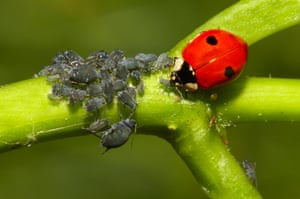 A ladybird feeding on aphids in a garden in England, UK. Gardeners preparing for autumn are likely to encounter a surge of ladybirds seeking shelter among foliage and debris. This abundance follows a bumper year for the beneficial insects, attributed to the warm spring and summer temperatures that significantly increased aphid populations – their primary food source. Warmer conditions accelerate the aphids’ development and reproductive cycles, leading to more generations and, consequently, a greater food supply for ladybirds