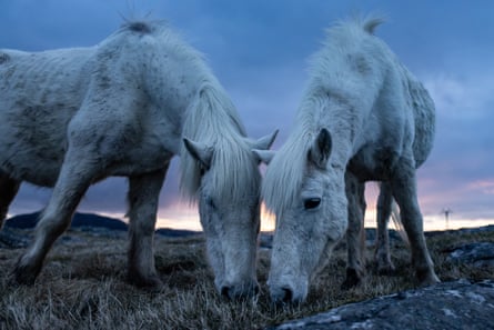 Two Eriskay ponies graze side-by-side