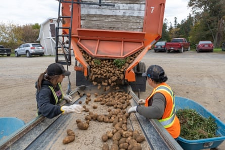Workers operating a conveyor to offload potatoes from a truck.
