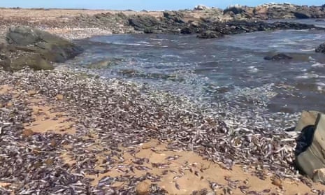 Thousands of small dead fish washed up on a sandy beach and in the shallows