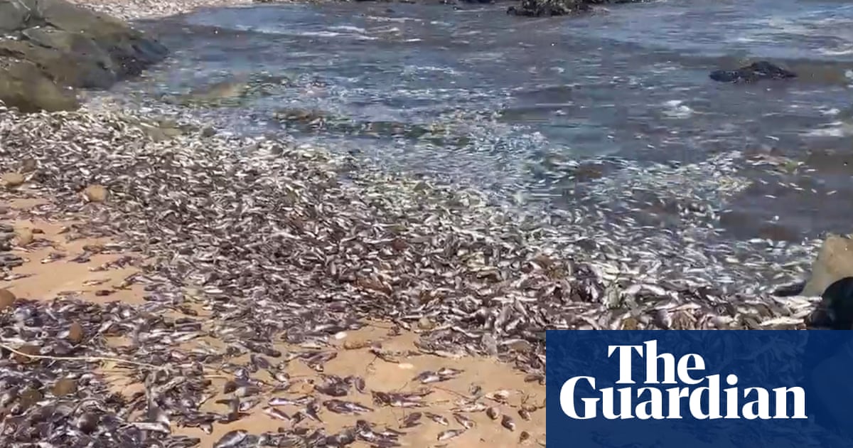 Thousands of dead carp wash up on South Australias beaches