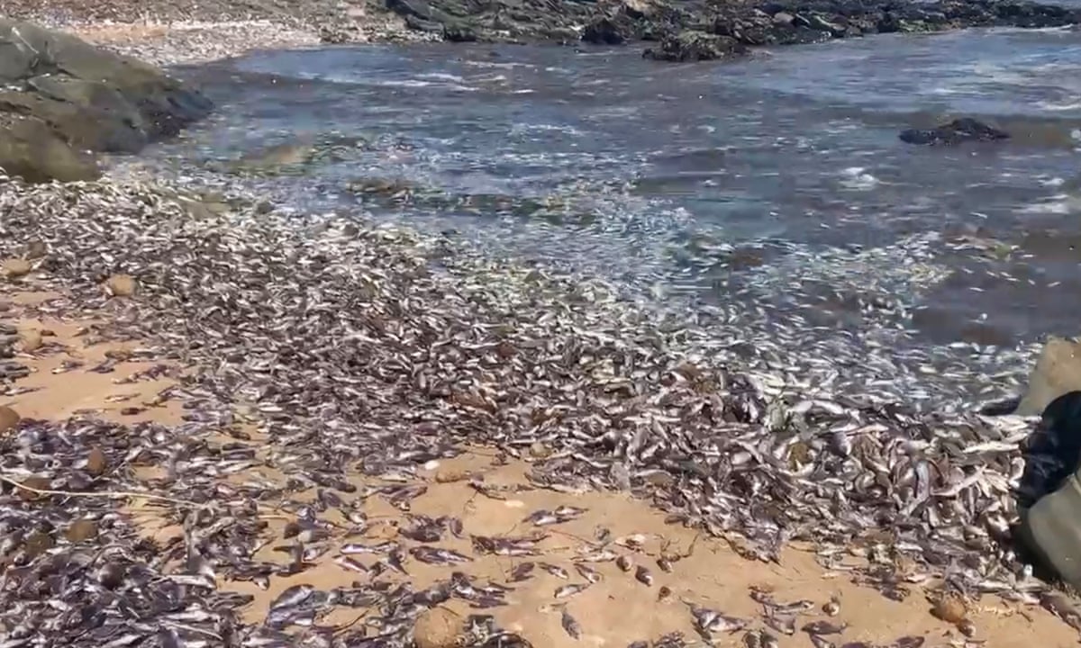 Thousands of dead carp wash up on South Australia's beaches | South Australia | The Guardian