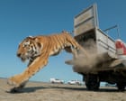 Week in wildlife: a tiger release, an Exmoor eagle and Pallas’s kittens