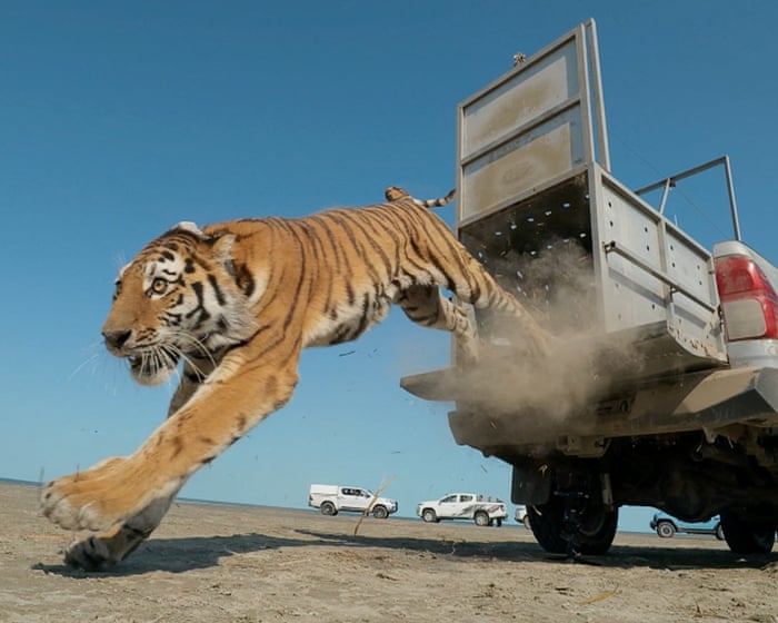 Week in Wildlife: Tiger Release, Exmoor Eagle, Pallas's Kittens