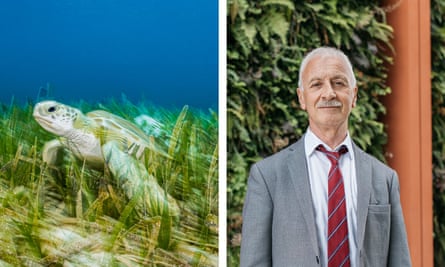 Sea turtle in seagrass (left); Prof Chris Sansom, head of the zero carbon research theme at the University of Derby