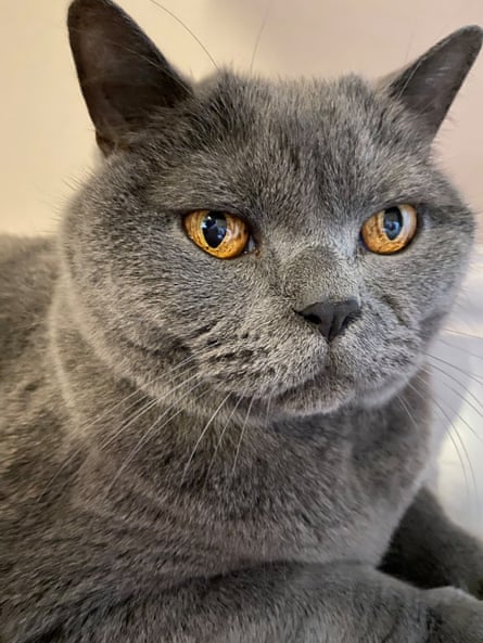 A British Blue Shorthair cat.