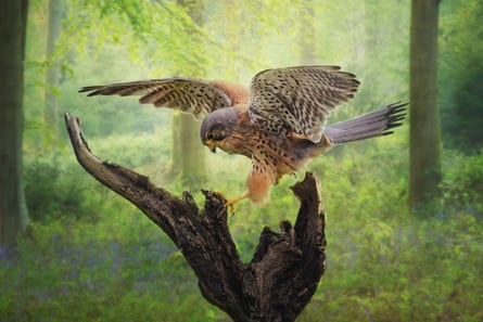 A kestrel landing on a tree stump on the edge of bluebell woods